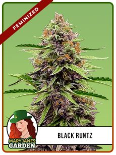 Black Runtz Strain