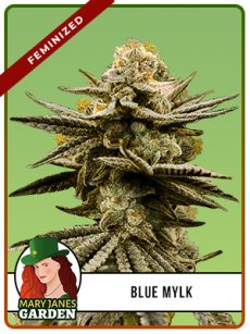 Blue Mylk Strain