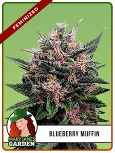 Blueberry Muffin Strain