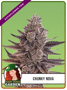 Chunky Nova Strain