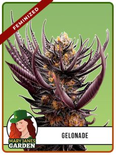 Gelonade Strain