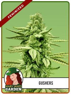 Gushers Strain Feminized