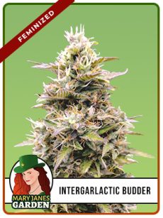 InterGarlactic Budder Strain