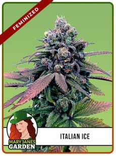 Italian Ice Strain