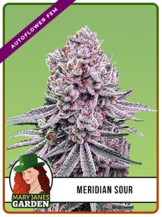 Meridian Sour Strain