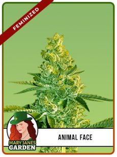 Animal Face Strain Feminized
