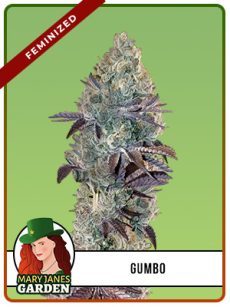 Gumbo Strain Feminized