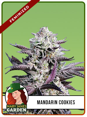 Mandarin Cookies Strain Feminized