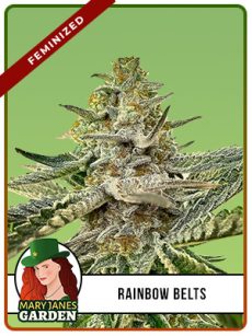Rainbow Belts Strain Feminized