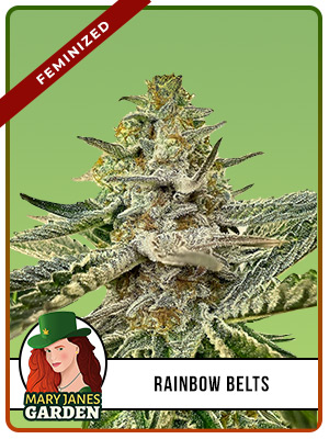 Rainbow Belts Strain Feminized