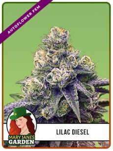Lilac Diesel Strain