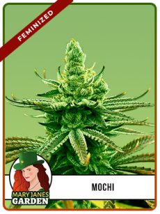 Mochi Strain Feminized