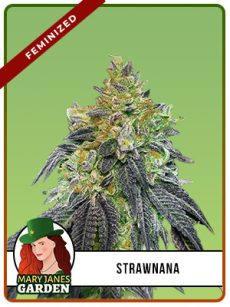 Strawnana Strain Feminized