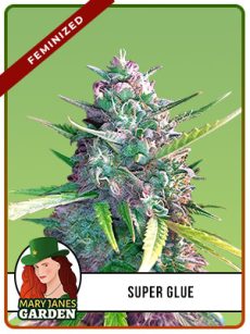 Super Glue Strain Feminized