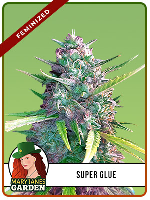 Super Glue Strain Feminized