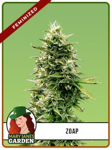 Zoap Strain Feminized