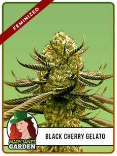 Black Cherry Gelato Strain Feminized