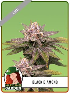 Black Diamond Strain CBD