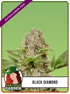 Black Diamond Strain