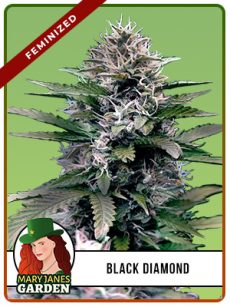 Black Diamond Strain Feminized