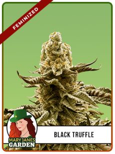 Black Truffle Strain Feminized
