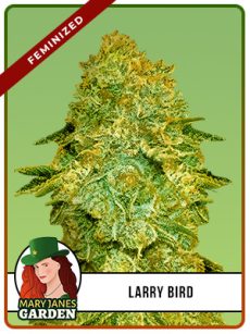 Larry Bird Strain Feminized