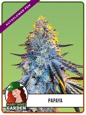 Papaya Strain