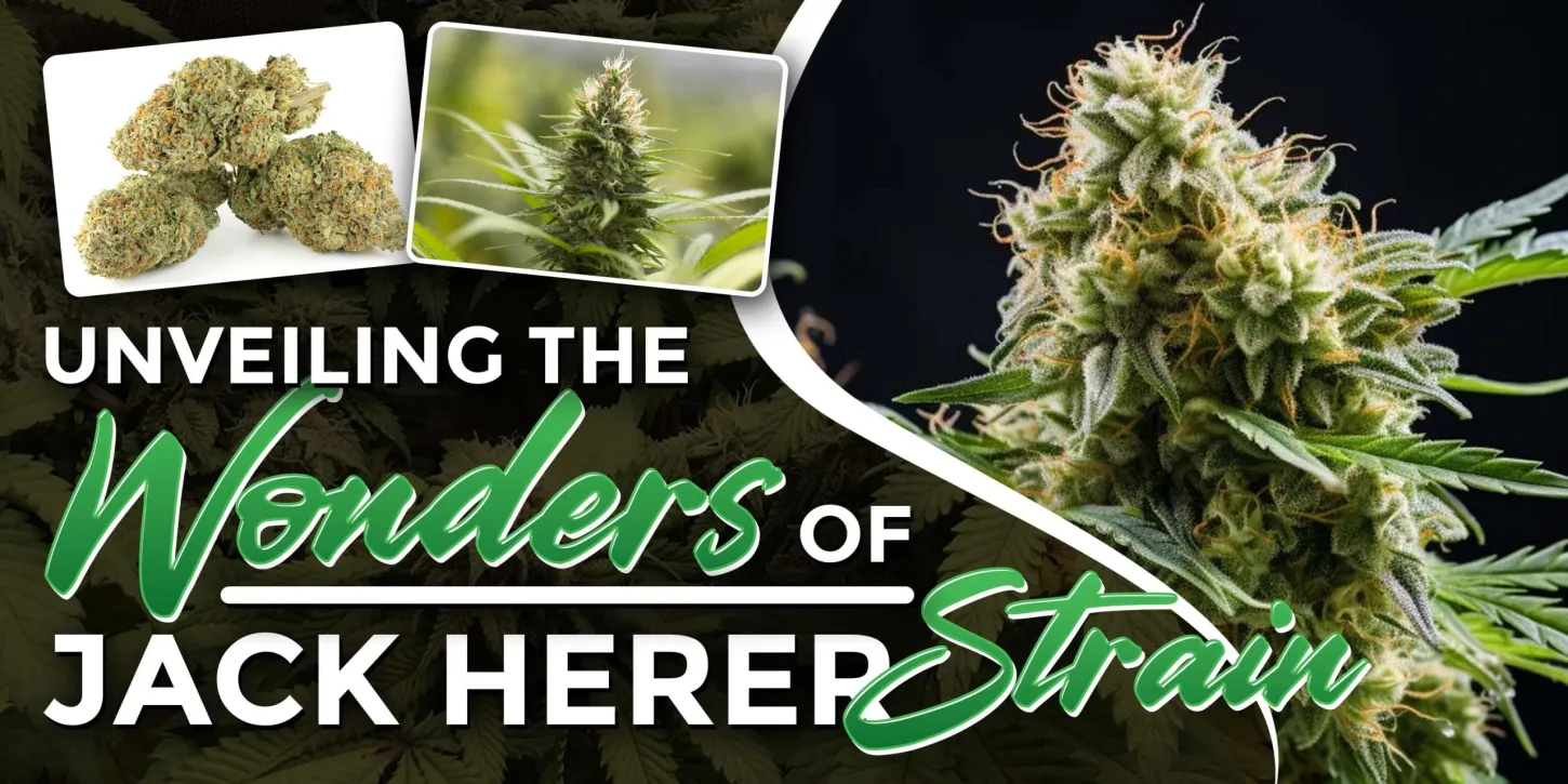 Unveiling the Wonders of Jack Herer Strain