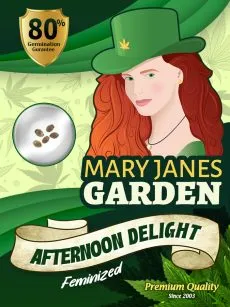 Afternoon Delight Strain Feminized