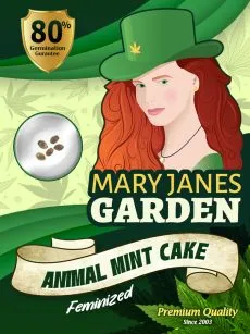 Animal Mint Cake Strain Feminized