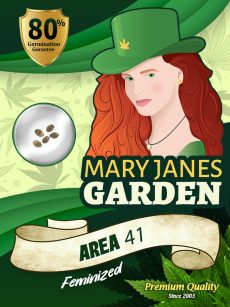 Area 41 Strain Feminized