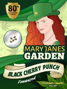 Black Cherry Punch Strain Feminized