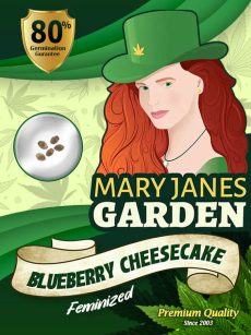 Blueberry Cheesecake Strain Feminized