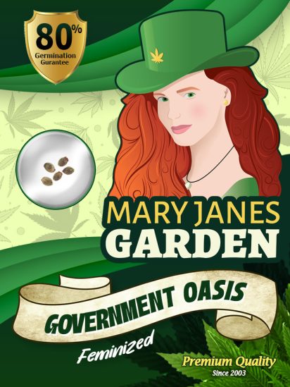 Government Oasis Strain Feminized