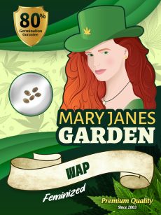 Wap Strain Feminized