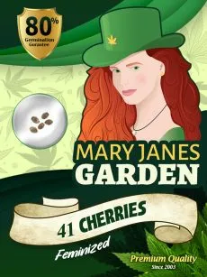 41 Cherries Strain Feminized