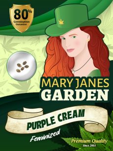 Purple Cream Strain Feminized