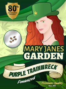 Purple Trainwreck Strain Feminized