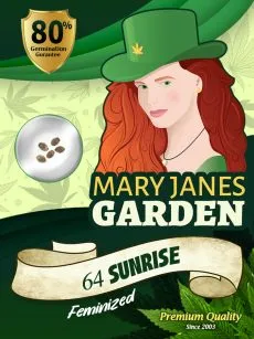 64 Sunrise Strain Feminized