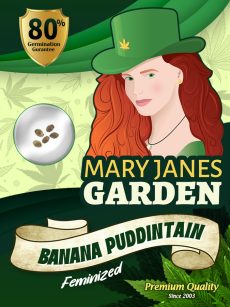 Banana Puddintain Strain Feminized