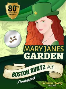 Boston Runtz #5 Strain Feminized