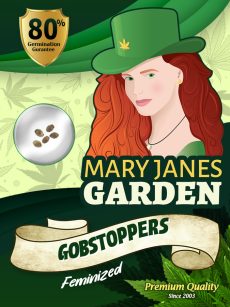 Gobstoppers Strain Feminized