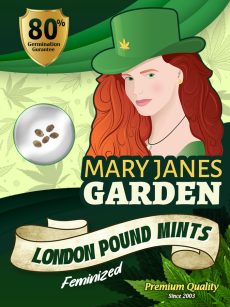 London Pound Mints Strain Feminized