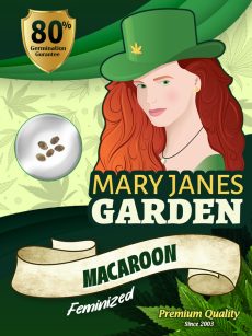 Macaroon Strain Feminized