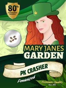 PK Crasher Strain Feminized
