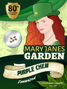 Purple Chem Strain Feminized