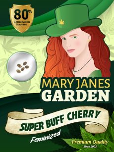 Super Buff Cherry Strain Feminized