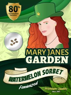 Watermelon Sorbet Strain Feminized