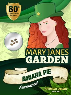 Banana Pie Strain Feminized