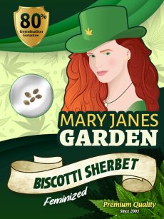 Biscotti Sherbet Strain Feminized